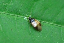 Anthocoridae